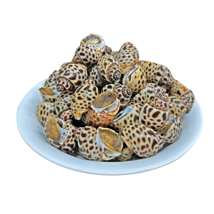 Ốc Hương Indonesia