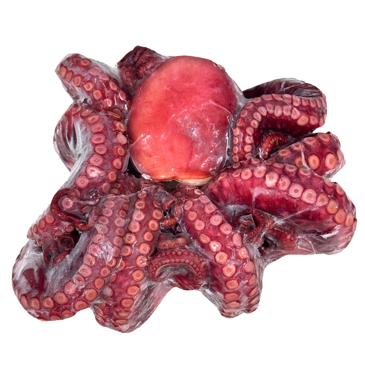 Bạch Tuộc Chín Nguyên Con