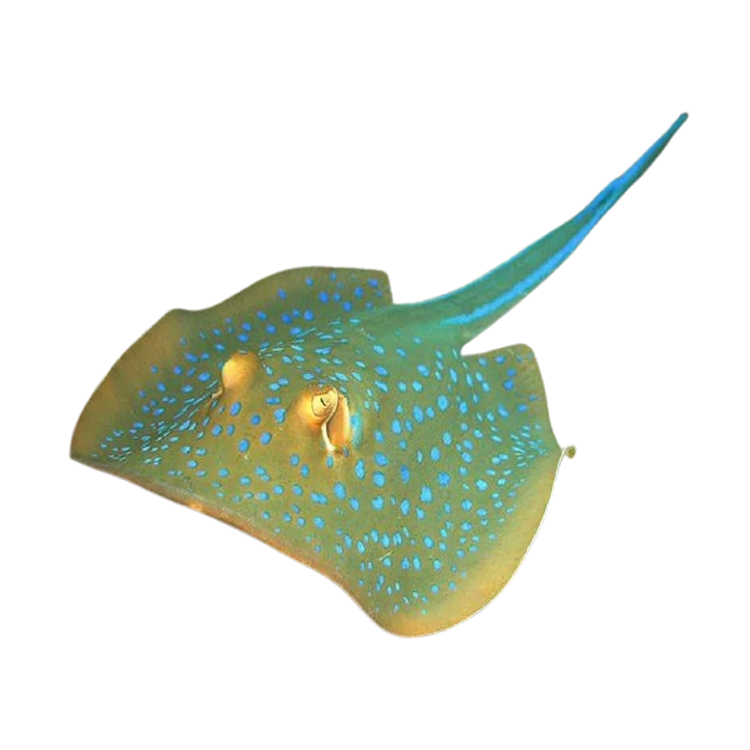 Cá Đuối Sao Xanh