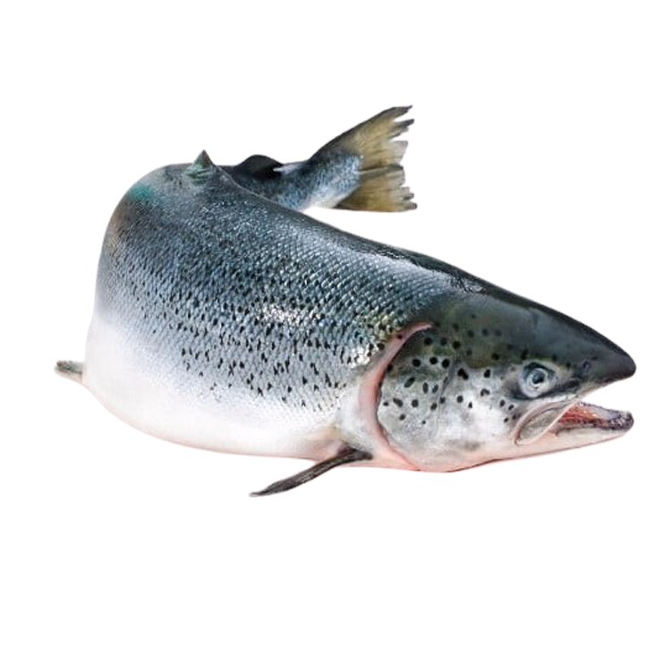 Cá Hồi Nguyên Con Tươi
