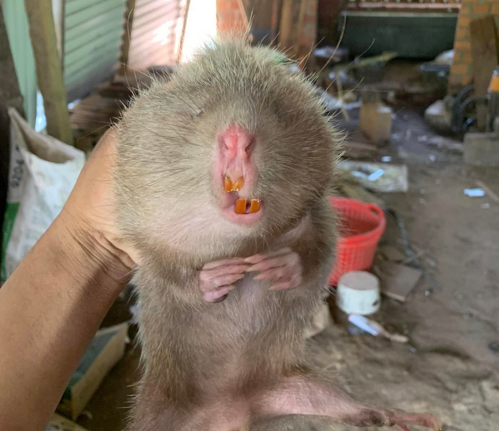 Mua Dúi Thịt Ở TP.HCM – VIFOOD Chuyên Cung Cấp Dúi Thịt Tươi Sống, Giá Sỉ, Giao Hàng Nhanh