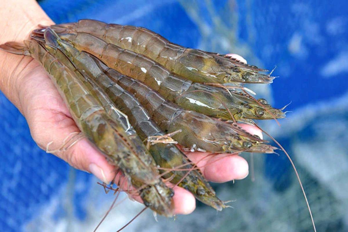 Cập nhật bảng giá tôm thẻ hôm nay