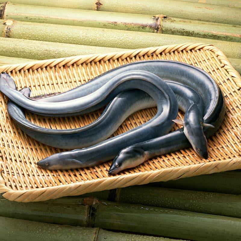 Bán Cá Chình Tươi Sống Tại TP.HCM – VIFOOD Chuyên Sỉ Giá Tốt, Giao Nhanh Trong Ngày