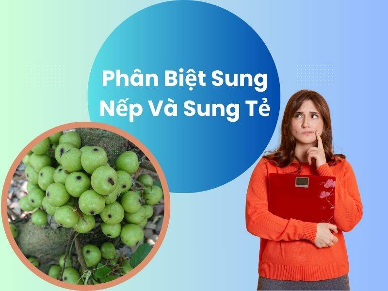 Phân biệt sung nếp và sung tẻ đơn giản và loại nào ngon nhất?
