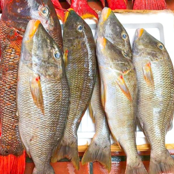 Cá chép biển giá sỉ TPHCM, chất lượng tươi sống