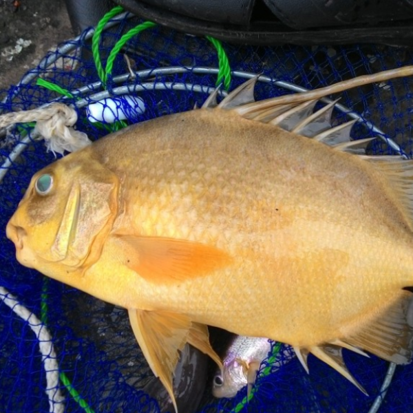 Cá chìa vôi sống giá sỉ, chất lượng nhất TP.HCM