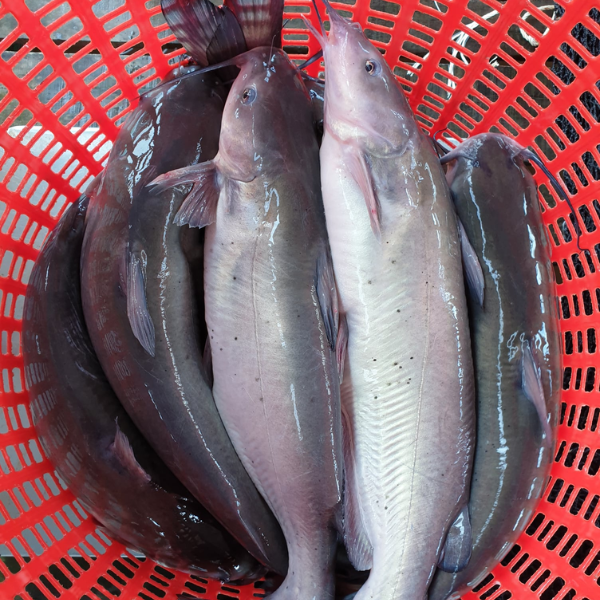 Cá nheo tự nhiên giá sỉ, ngon nhất hạng TP.HCM