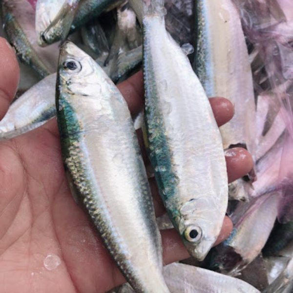 Cá trích giá sỉ, chất lượng nhất TPHCM