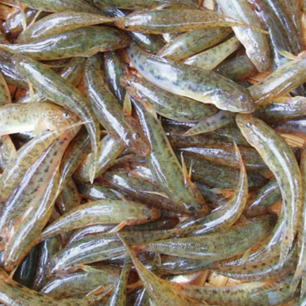 Cá bống trân giá sỉ, chất lượng nhất TP.HCM