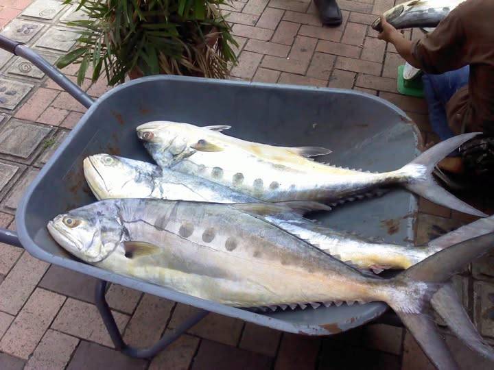 Cá Bè trắng giá sỉ, chất lượng tươi sống