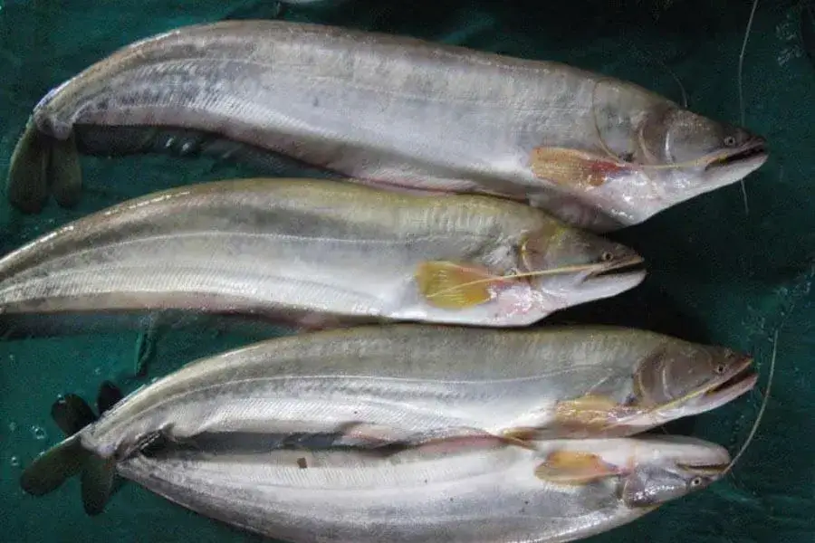 Giá sỉ cá Leo TPHCM, chất lượng thượng hạng