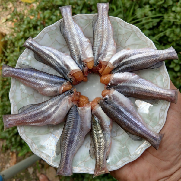 Cá Chốt bao ngon giá sỉ, chất lượng giá tốt mỗi ngày