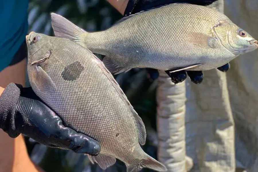 Cá Mú Úc giá sỉ, chất lượng hàng đầu TP.HCM