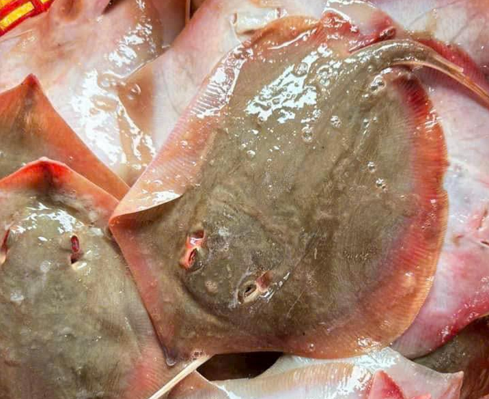 Cá Đuối tươi sống giá sỉ, TP.HCM nhưng giá tại cảng biển