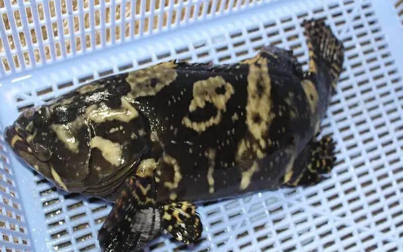 Cá Song Hổ Giá Bao Nhiêu? Giá Sỉ Cá Song Hổ Tươi Sống Tại TP.HCM – Chất Lượng Cao