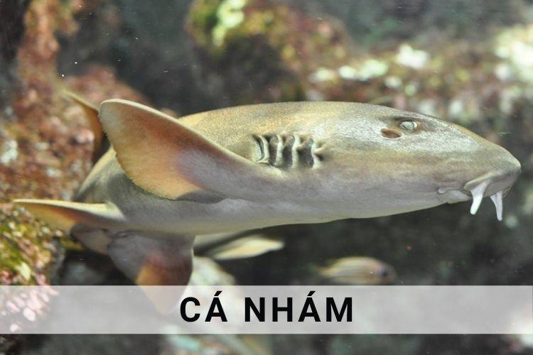 Thịt cá Nhám giá sỉ, cá Nhám tươi sống nhất tại TP.HCM