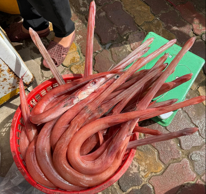 Cá chìa vôi giá sỉ, cá tươi sống TP.HCM