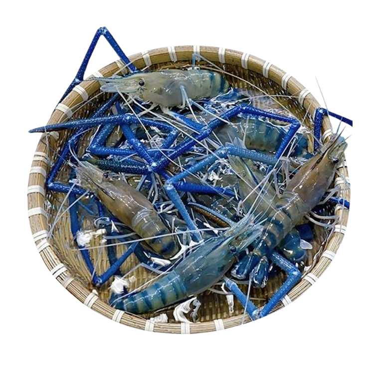 Tôm càng xanh Cà Mau tươi sạch 10-15 con/kg