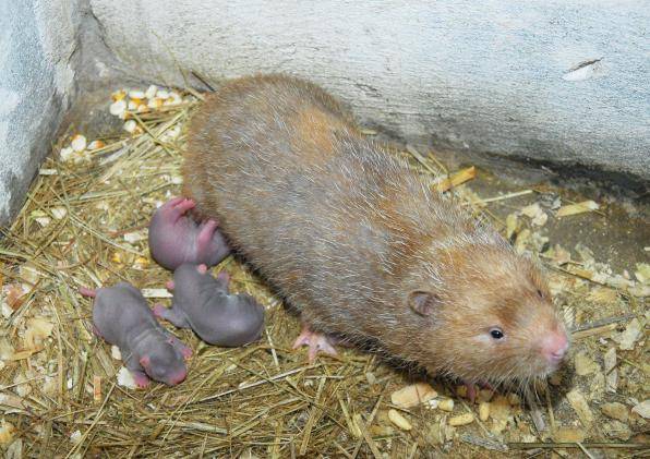 Trại Dúi Củ Chi TP.HCM