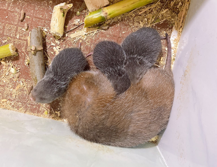 Những Địa Chỉ Bán Dúi Giống Uy Tín - Trại Dúi Củ Chi - 08.77.99.00.55