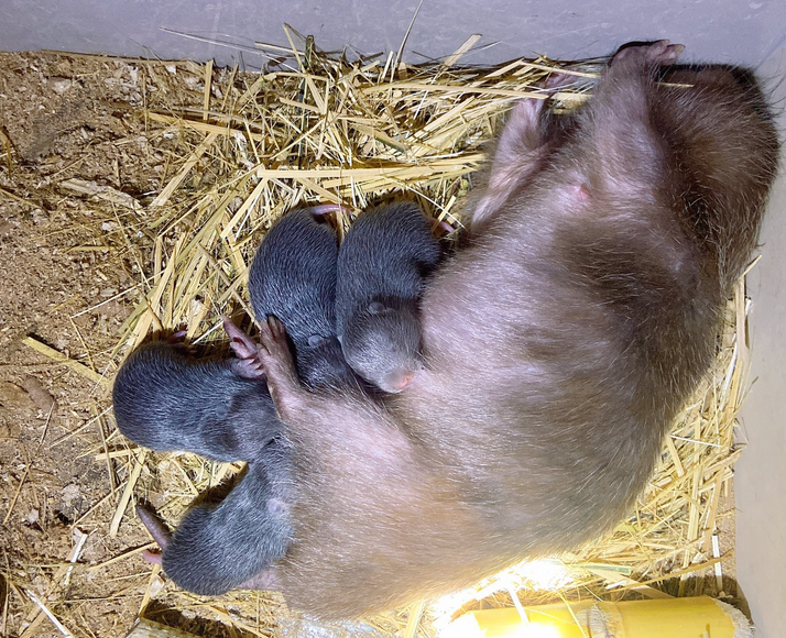 TOP 5+ Địa Chỉ Bán Dúi Giá Rẻ Uy Tín Tại TP.HCM – Cập Nhật 2025