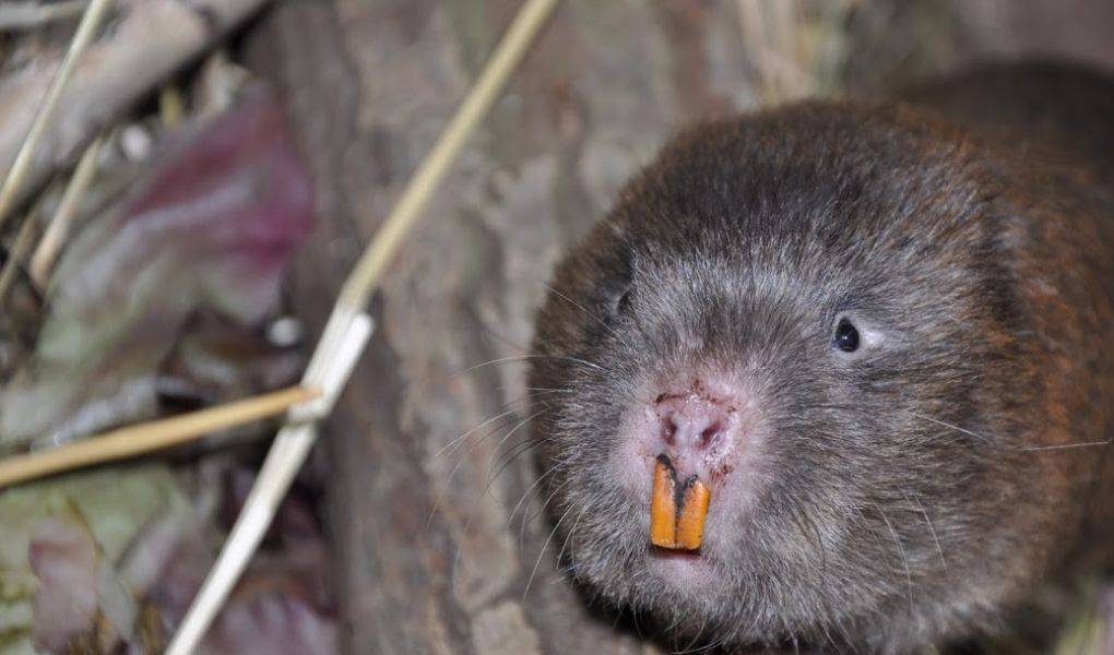 Dúi thịt là gì? Giá dúi thịt bao nhiêu tiền một kg?