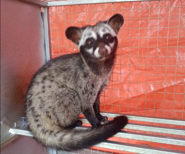 Giá chồn hương thịt hiện tại trên thị trường bán bao nhiêu