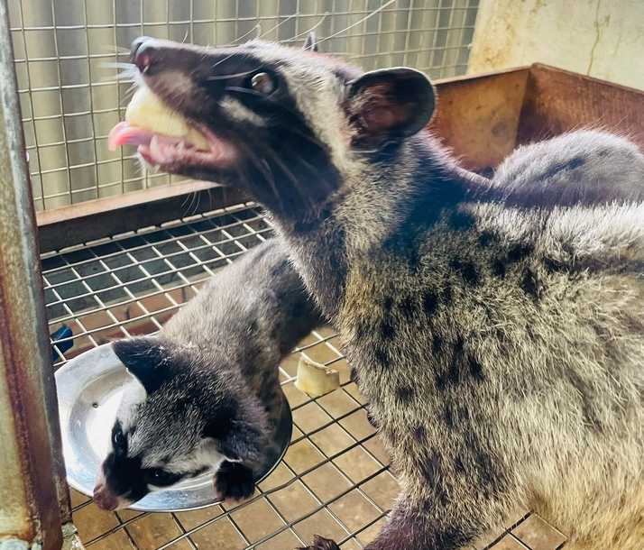 Đại Lý Thu Mua Chồn Hương Thịt Trại Chồn Hương Củ Chi