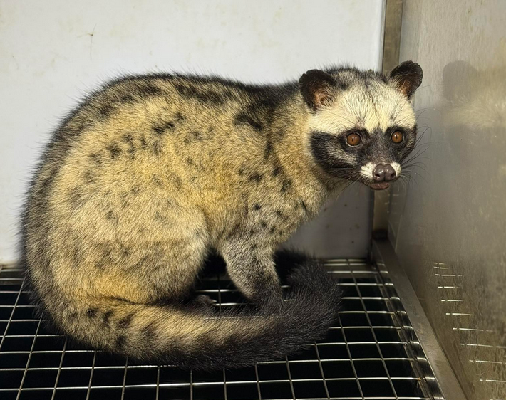 Trại Mua Bán Giống Chồn Hương Thuần Chủng Uy Tín Tp HCM, Bình Dương, Đồng Nai, Vũng Tàu