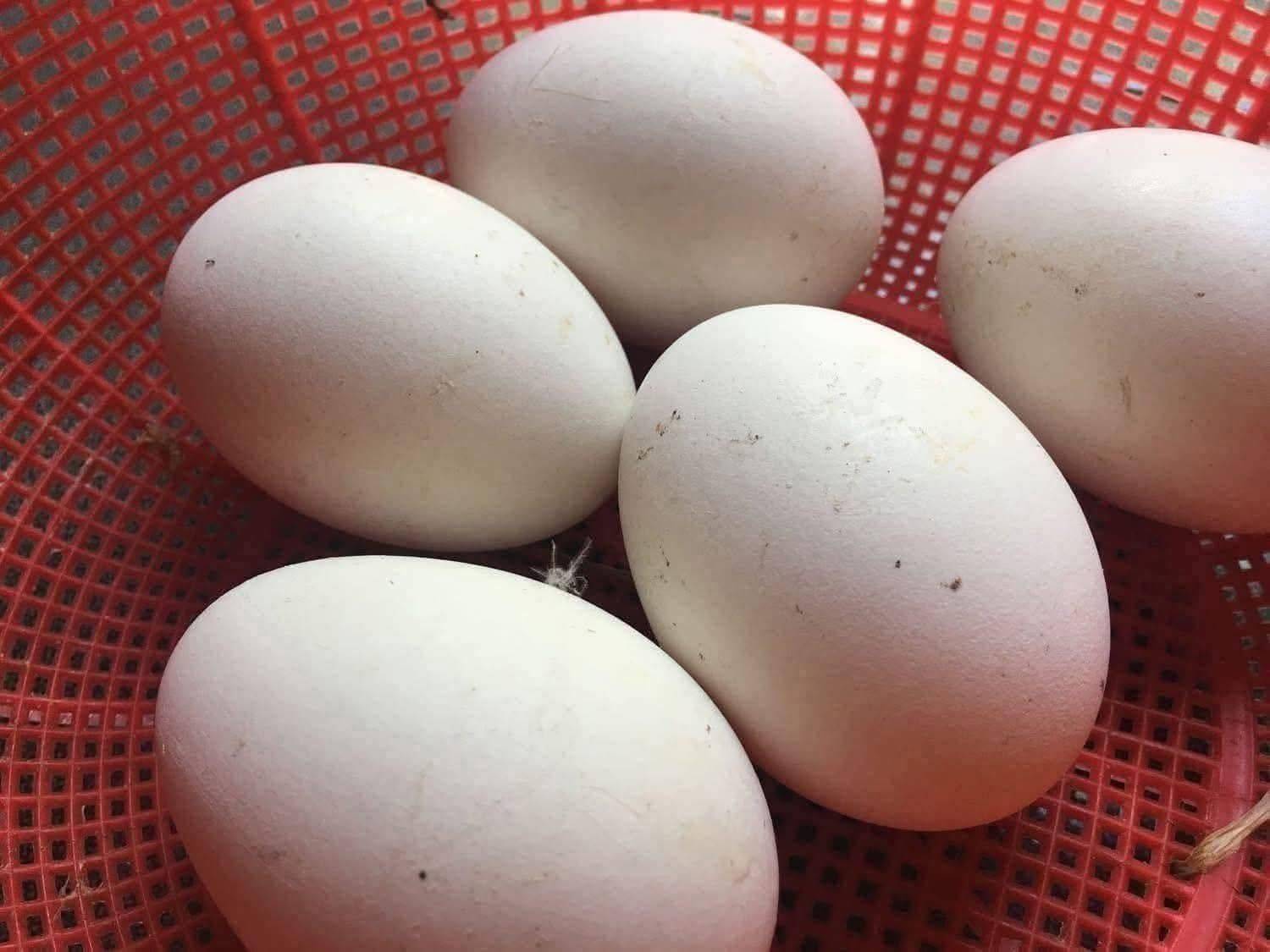 Mua trứng ngỗng ở đâu tphcm