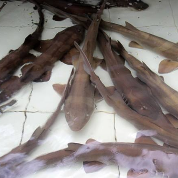 Bán cá nhám bông TPHCM, rẻ, nướng và nấu canh chua