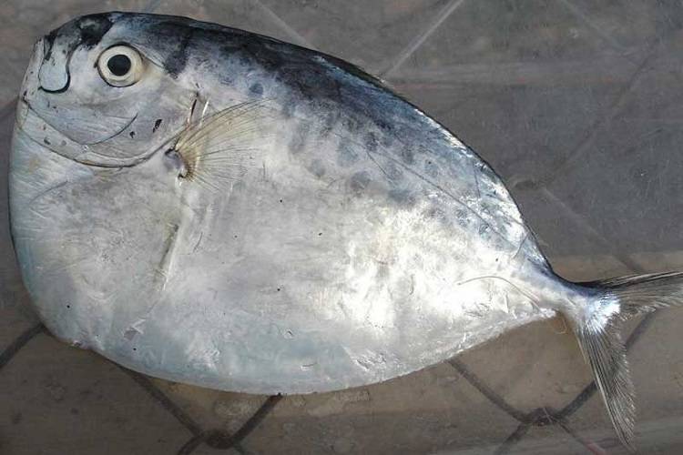 Cá bánh lái chiên, rất ngon và hao cơm tại nhà