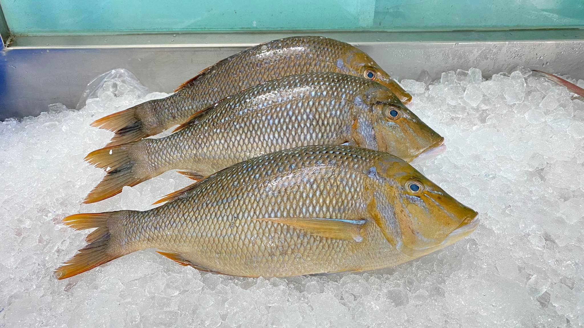 Cá gáy bao nhiêu tiền 1 kg, bao rẻ, bao ngon