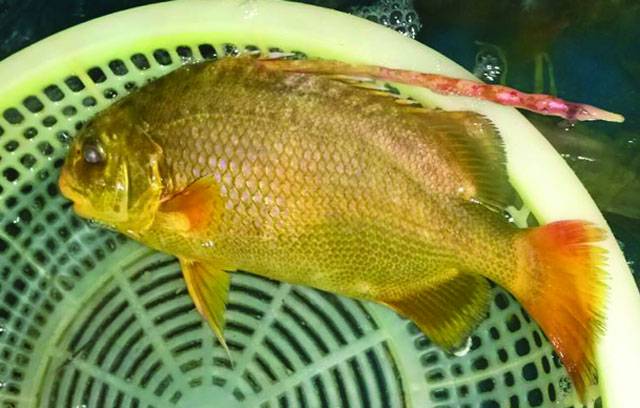 Cá chìa vôi là cá gì, cá chất lượng nhất TP.HCM