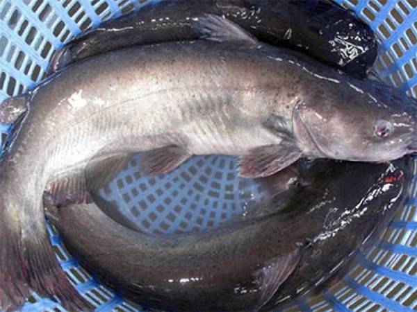 Giá cá nheo tự nhiên, rẻ nhất tại đây