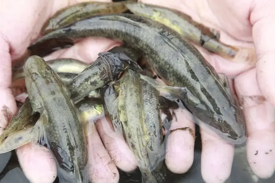 Cá bống trân làm món gì ngon, chiên xù