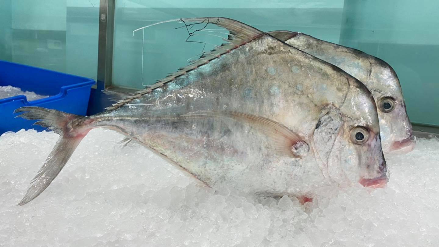 Mua cá bè lão tươi, giá rẻ, nấu mẳn, chiên sốt cà