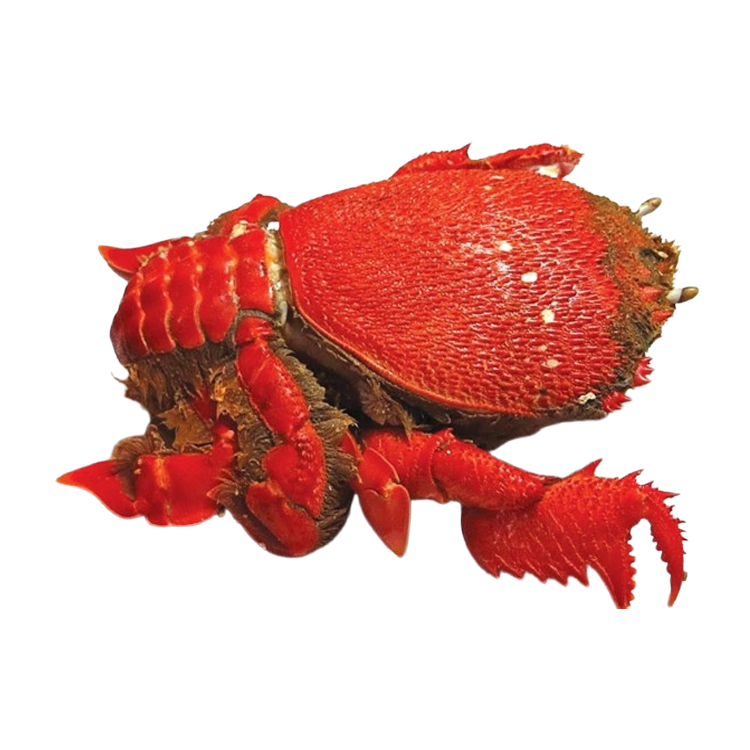 Cua huỳnh Size 700-900 gr/con