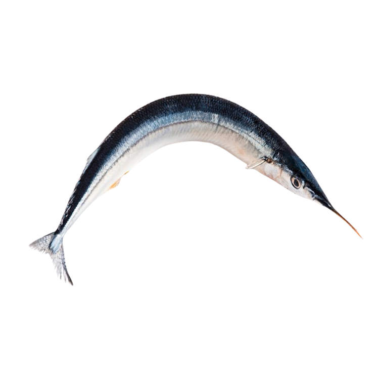 Cá xương xanh Size 2,5-3 kg/con