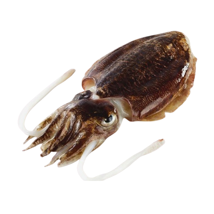 Mực nang đông lạnh Size 0,6-0,8 kg/con