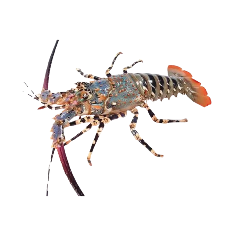 Tôm hùm tre đông lạnh Size 300-500 gr/con