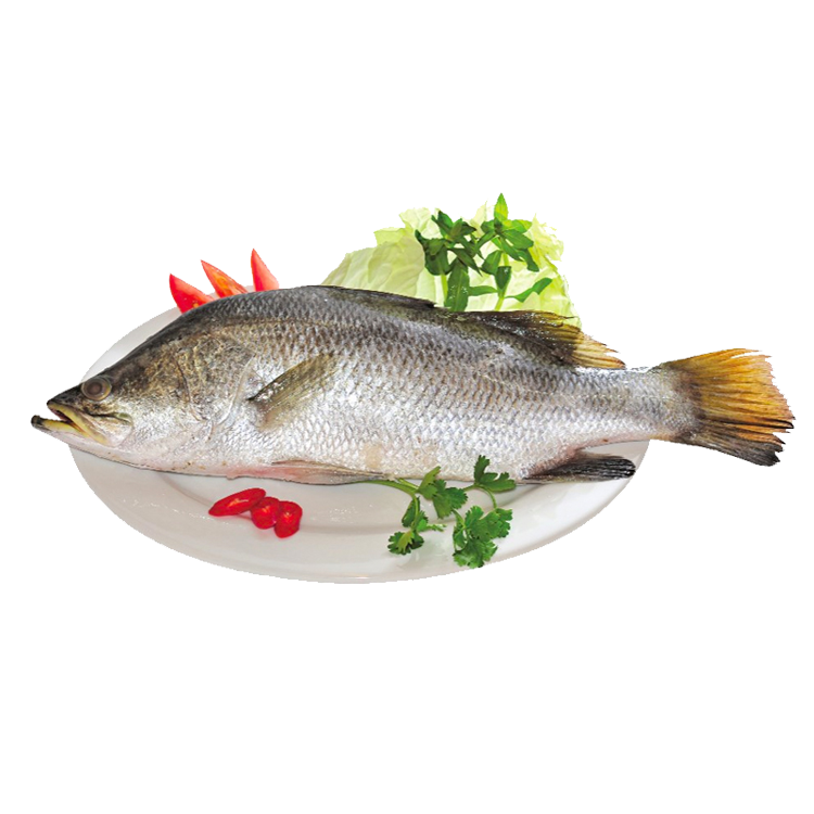 Cá chẽm sống Size 5-6 kg/con