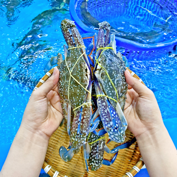 Ghẹ Xanh Sống 5-7 Con/kg