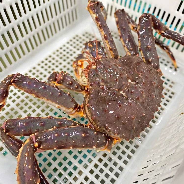Cua Hoàng Đế - King Crab Đỏ Sống