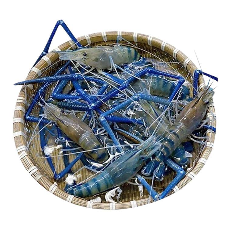 Tôm Càng Xanh Sống