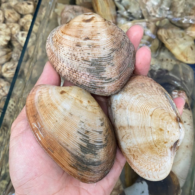 Ngao Hai Cồi Sống