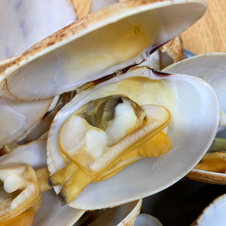 Ngao Hai Cồi Sống