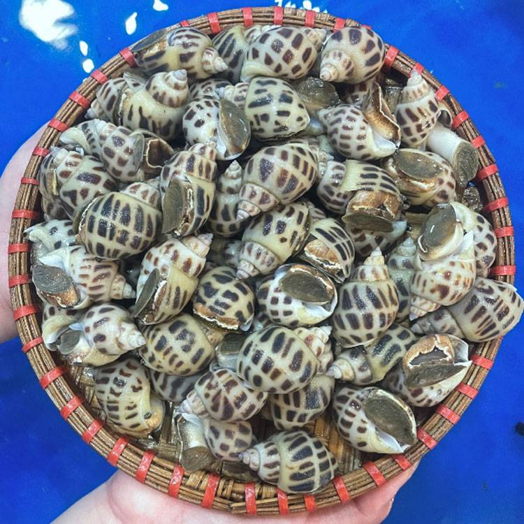 Ốc Hương Sống 100 - 110 con