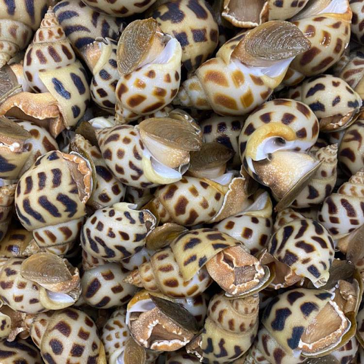 Ốc Hương Sống 100 - 110 con