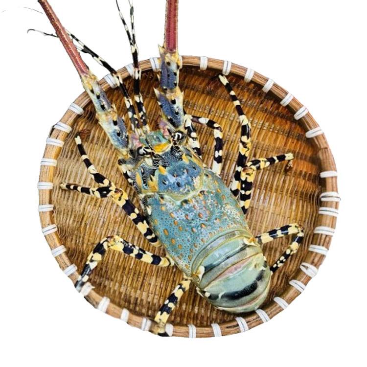 Tôm Hùm Bông Sống 500-700g/con